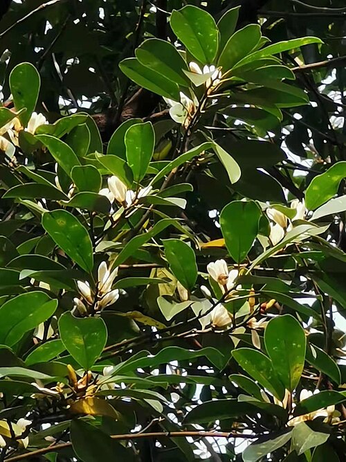 Magnolia compressa: Michelia compressa var. lanyuensis was published as endemic to Taiwan in 2000 ( https://www.tfri.gov.tw/main/science_in.aspx?mnuid=5111&modid=1&cid=13&cid2=35&n