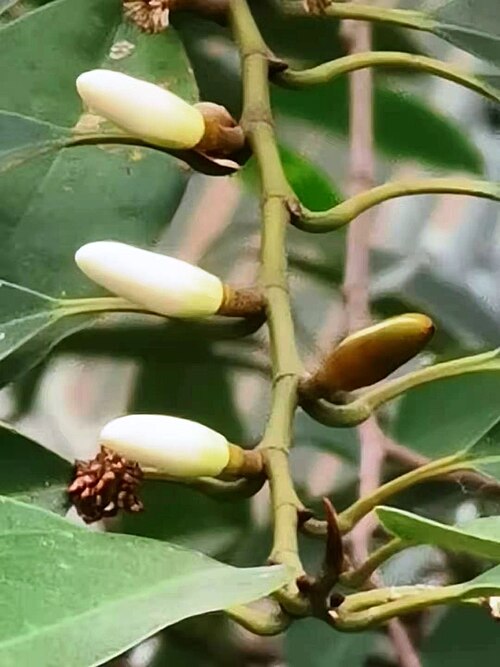 Magnolia compressa: Michelia compressa var. lanyuensis was published as endemic to Taiwan in 2000 ( https://www.tfri.gov.tw/main/science_in.aspx?mnuid=5111&modid=1&cid=13&cid2=35&n
