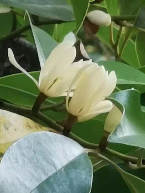 Magnolia compressa: Michelia compressa var. lanyuensis was published as endemic to Taiwan in 2000 ( https://www.tfri.gov.tw/main/science_in.aspx?mnuid=5111&modid=1&cid=13&cid2=35&n