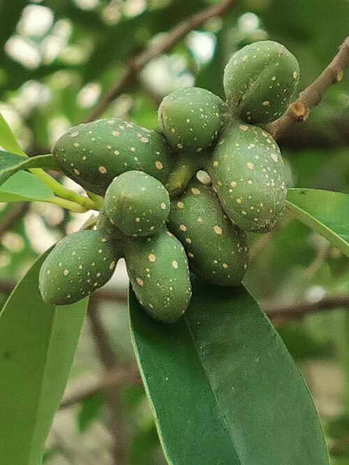 Magnolia compressa: Michelia compressa var. lanyuensis was published as endemic to Taiwan in 2000 ( https://www.tfri.gov.tw/main/science_in.aspx?mnuid=5111&modid=1&cid=13&cid2=35&n