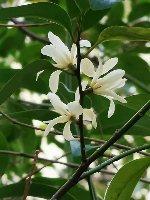 Magnolia compressa: Michelia compressa var. lanyuensis was published as endemic to Taiwan in 2000 ( https://www.tfri.gov.tw/main/science_in.aspx?mnuid=5111&modid=1&cid=13&cid2=35&n