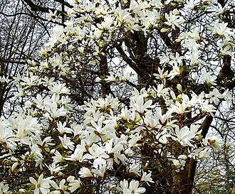 Magnolia cylindrica: Blooming Magnolia cylindrica (de: Nachtduftende Magnolie) in the Botanical Garden Heidelberg
