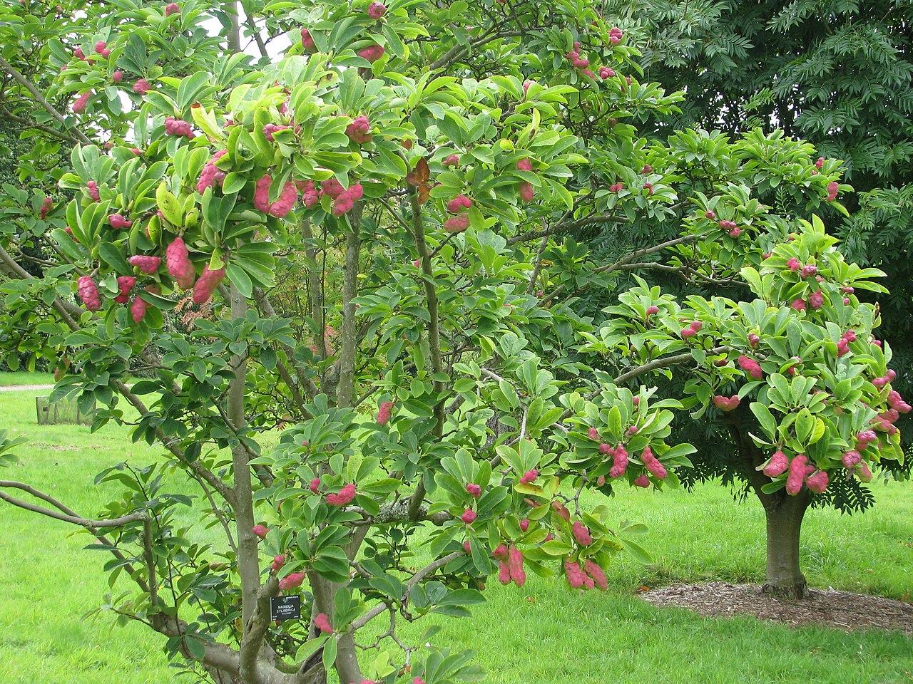 Magnolia cylindrica: Magnolia cylindrica