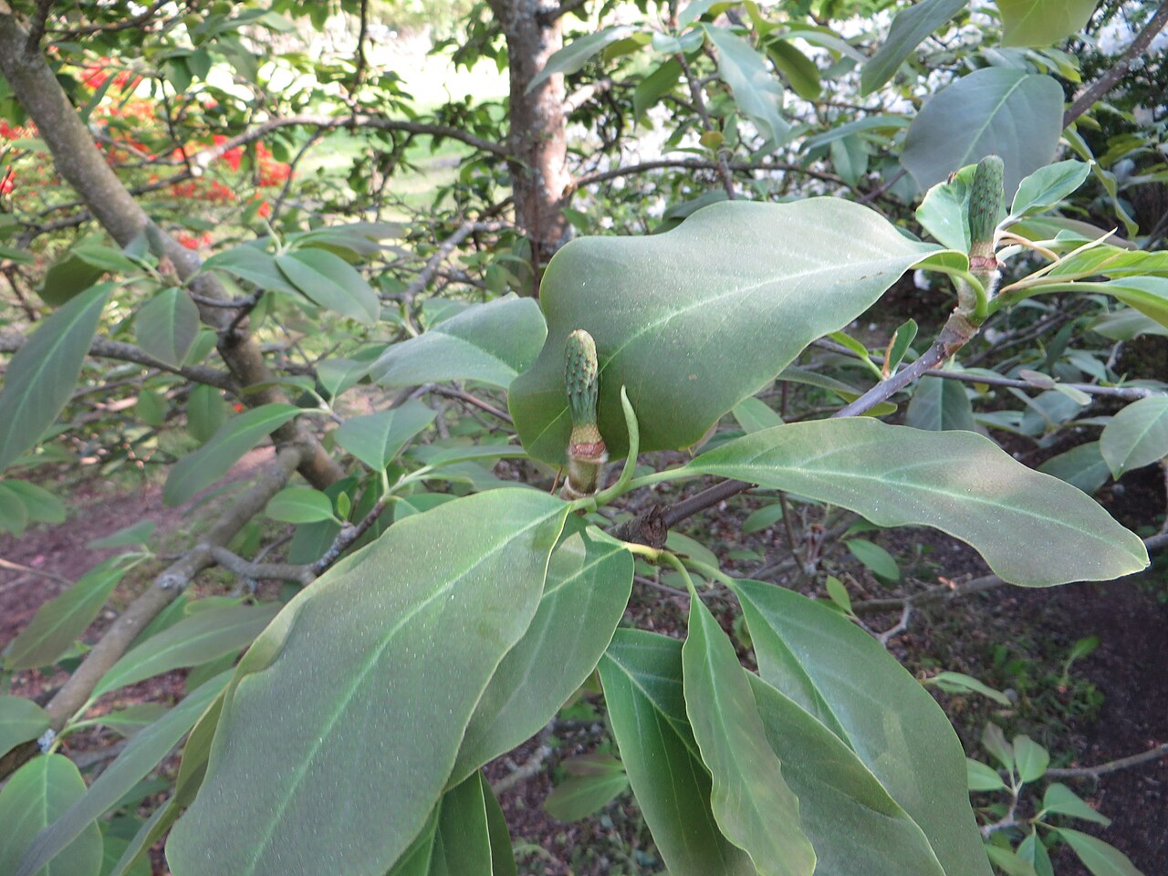 Magnolia cylindrica: Magnolia cylindrica . The Botanical Garden of the University of Latvia