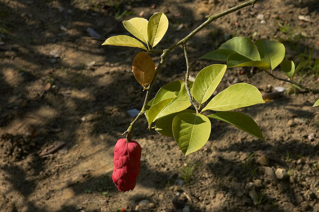Magnolia cylindrica: Magnolia cylindrica fruit. The photo has been taken in Belgium.
