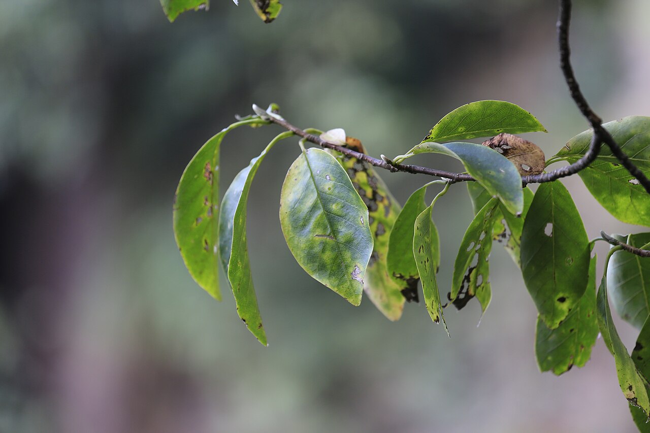 Magnolia cylindrica: 黄山木兰(学名: Magnolia cylindrica ),摄于三清山