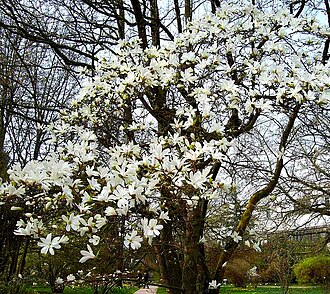 Magnolia cylindrica: Blooming Magnolia cylindrica (de: Nachtduftende Magnolie) in the Botanical Garden Heidelberg