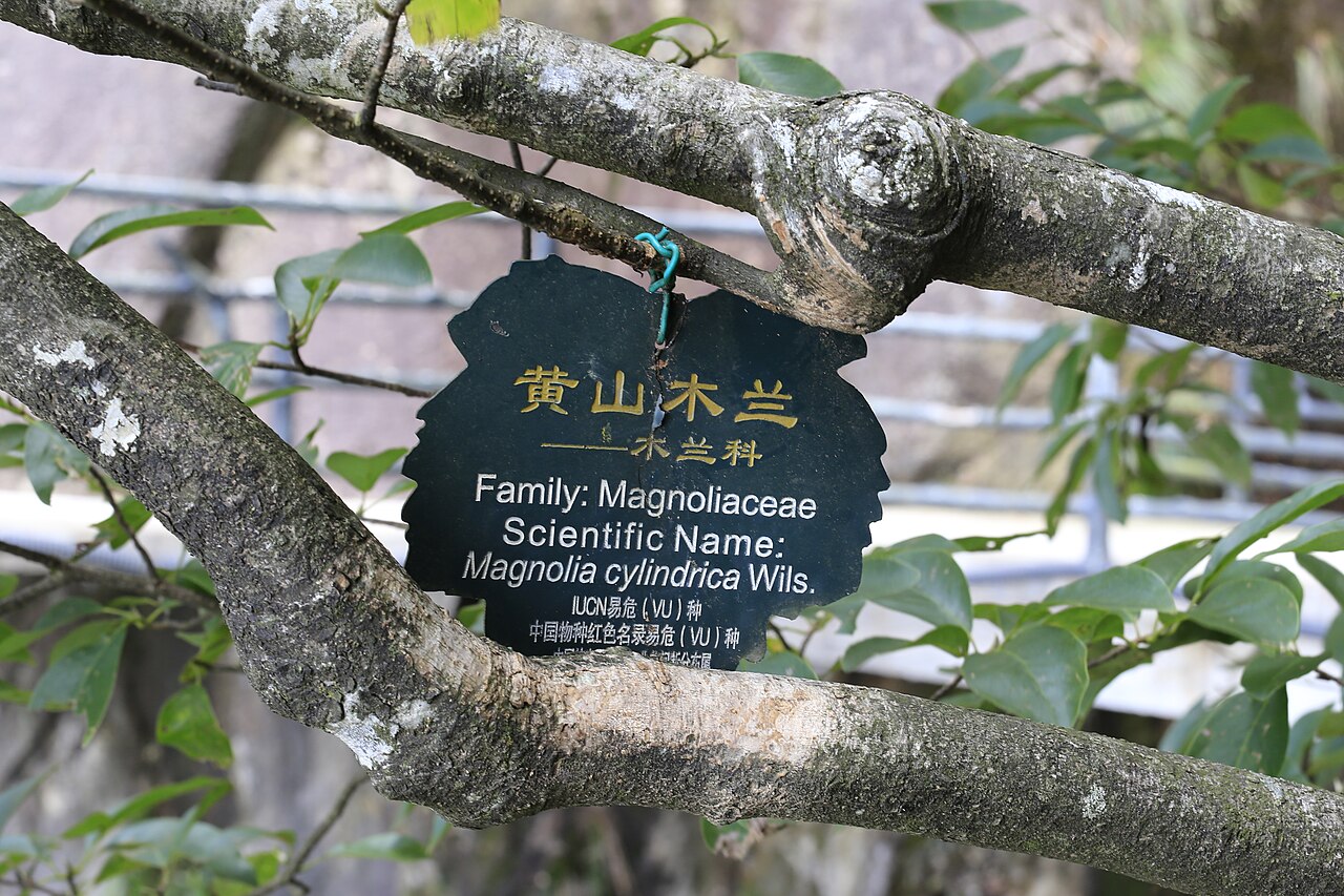 Magnolia cylindrica: 黄山木兰(学名: Magnolia cylindrica ),摄于三清山