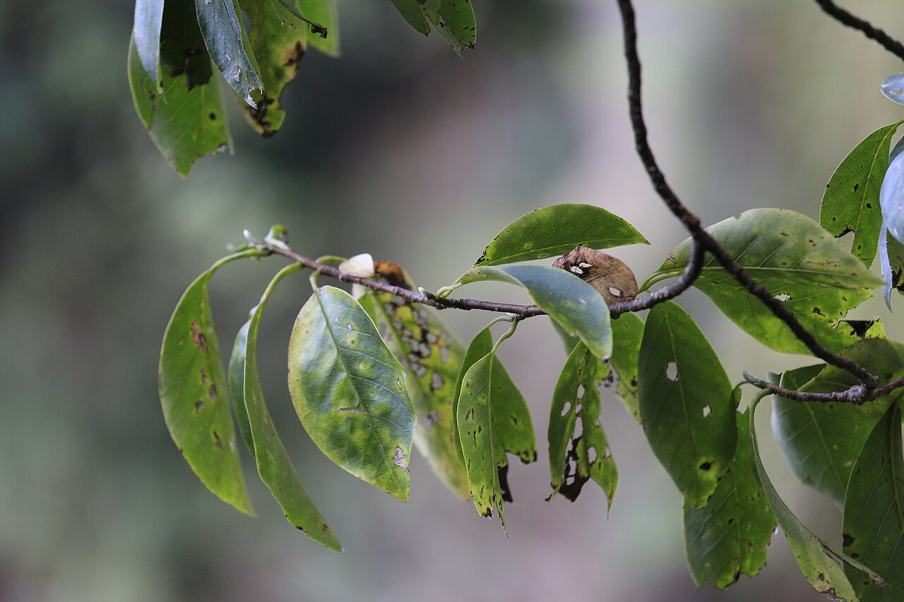 Magnolia cylindrica: 黄山木兰(学名: Magnolia cylindrica ),摄于三清山