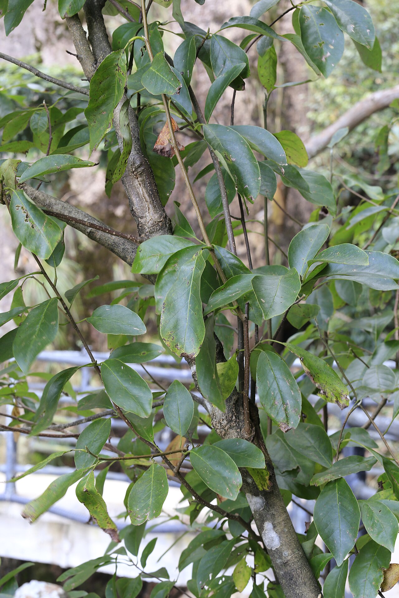 Magnolia cylindrica: 黄山木兰(学名: Magnolia cylindrica ),摄于三清山