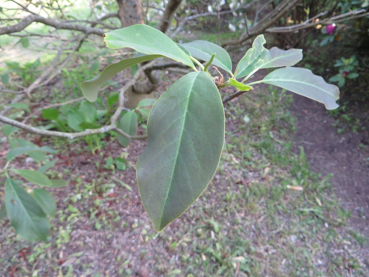 Magnolia cylindrica: Magnolia cylindrica . The Botanical Garden of the University of Latvia