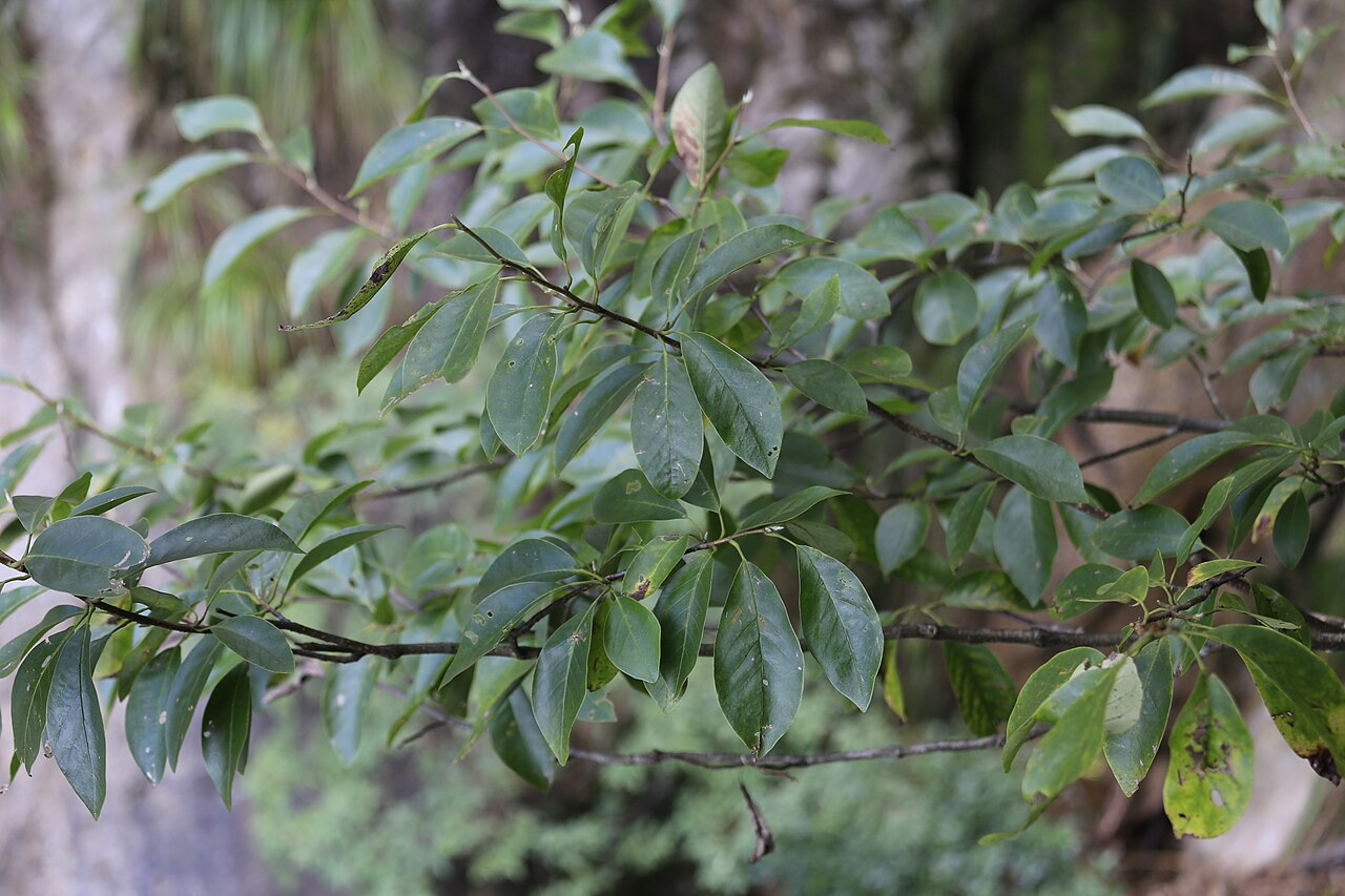 Magnolia cylindrica: 黄山木兰(学名: Magnolia cylindrica ),摄于三清山