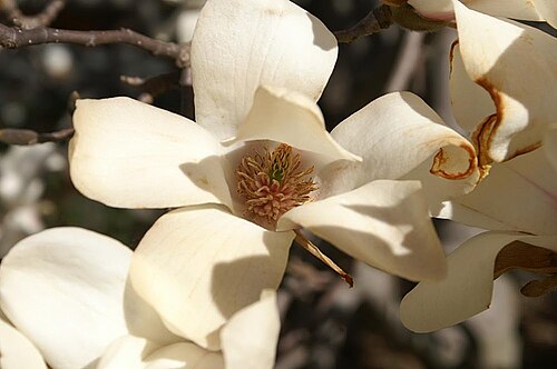 Magnolia cylindrica: Location taken: the United States National Arboretum, Washington D.C.. Names: Magnolia cylindrica E.H.Wilson, Cylindermagnolia, Huangshan magnolia, Mộc lan Hoàn