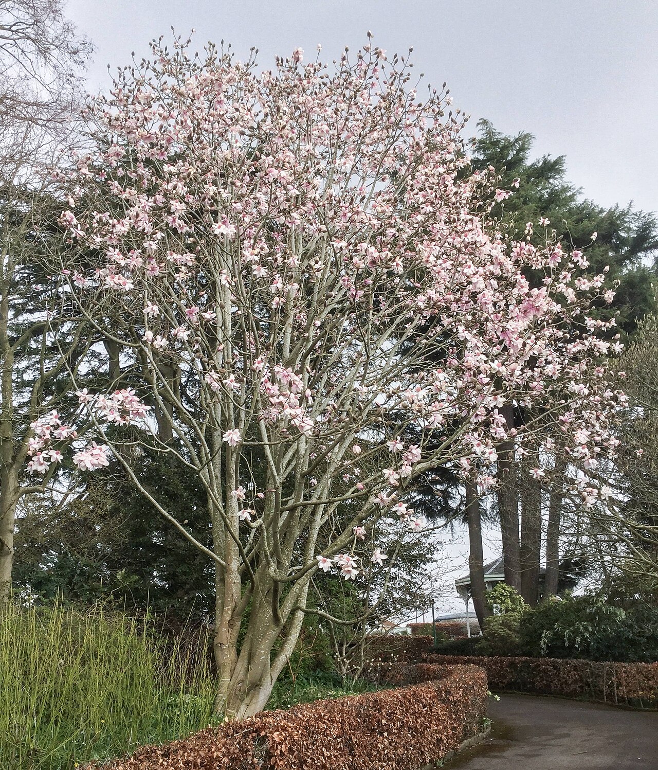 Dawson's magnolia: Magnolia dawsoniana in cultivation at the Birmingham Botanical Gardens, England