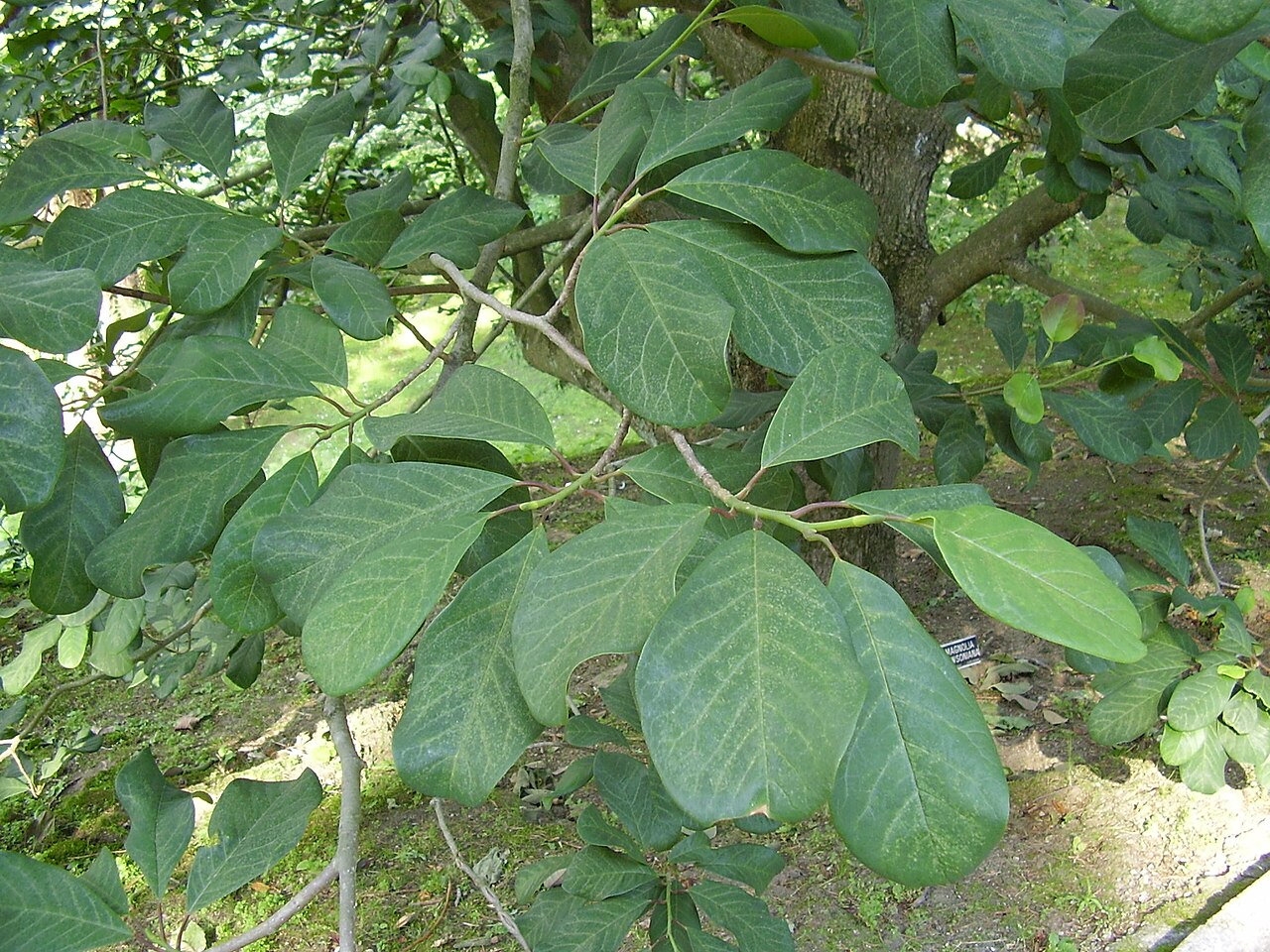 Dawson's magnolia: Photo taken by me in June 2006. Shows leaves on a Magnolia dawsoniana growing in Italy. Björn Carlsson, 2006