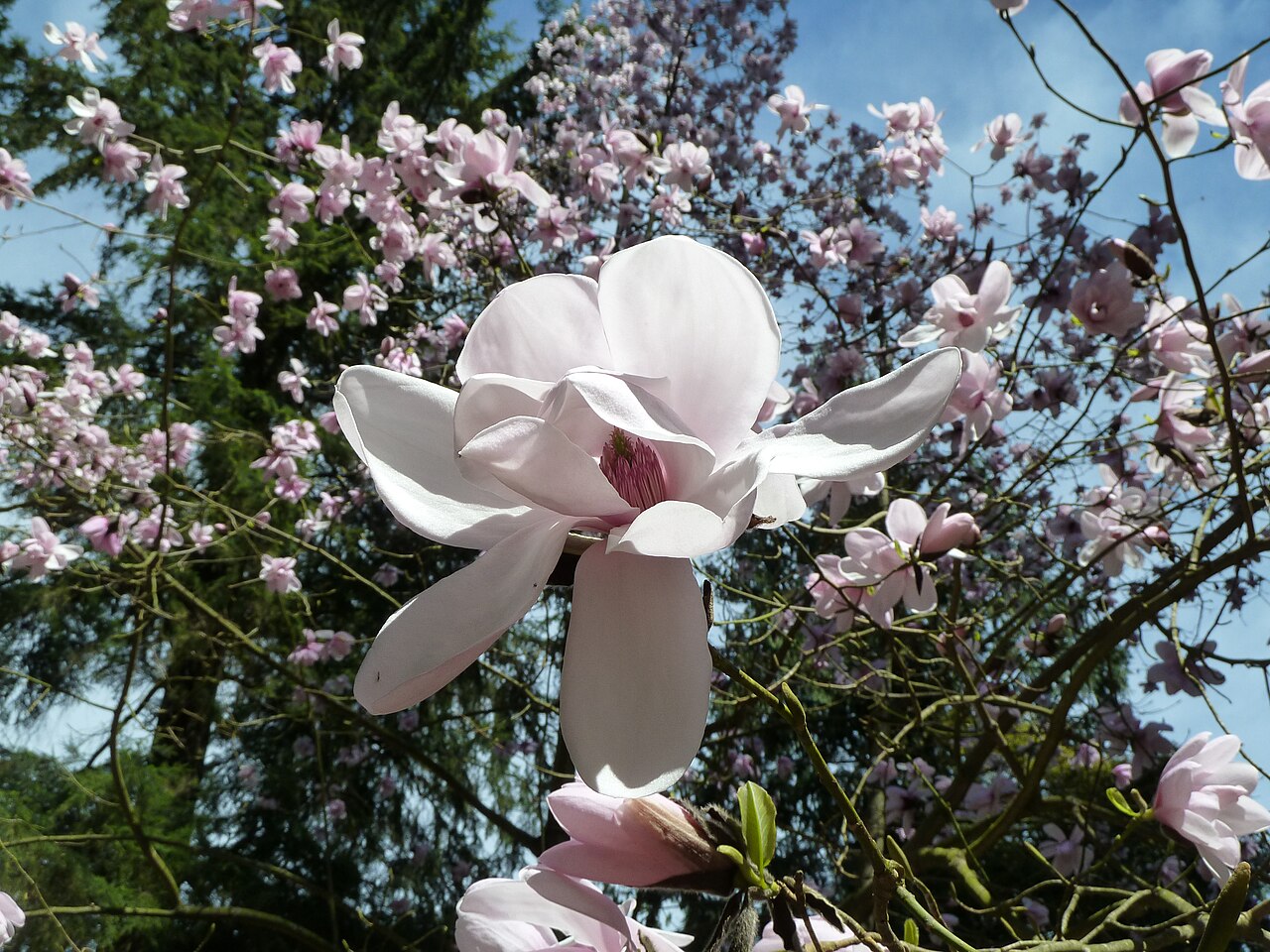 Dawson's magnolia: Magnolia Dawsoniana 'Barbara Cook' at UBC Botanical Garden April 14, 2011