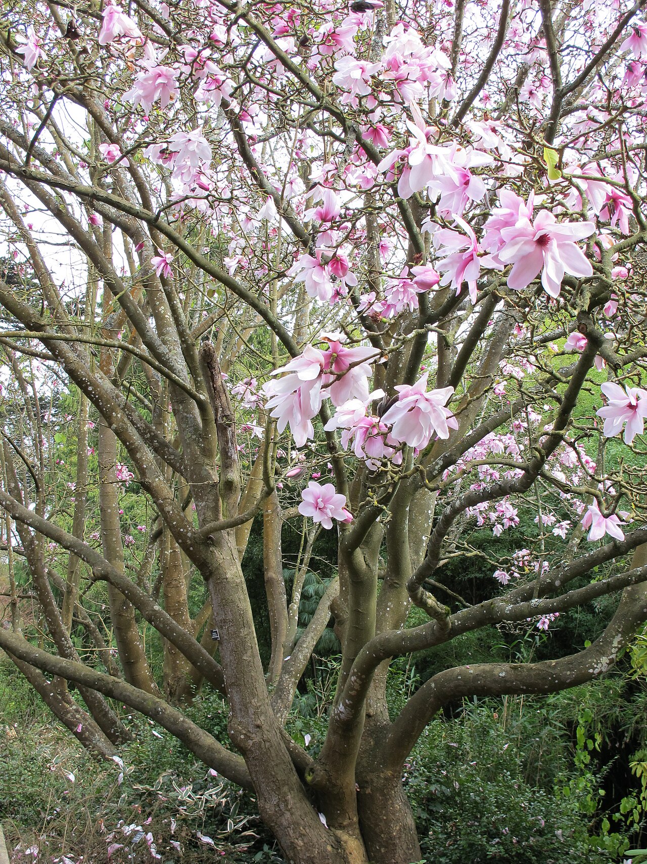 Dawson's magnolia: San Francisco Botanic Garden at Strybing Arboretum, California.