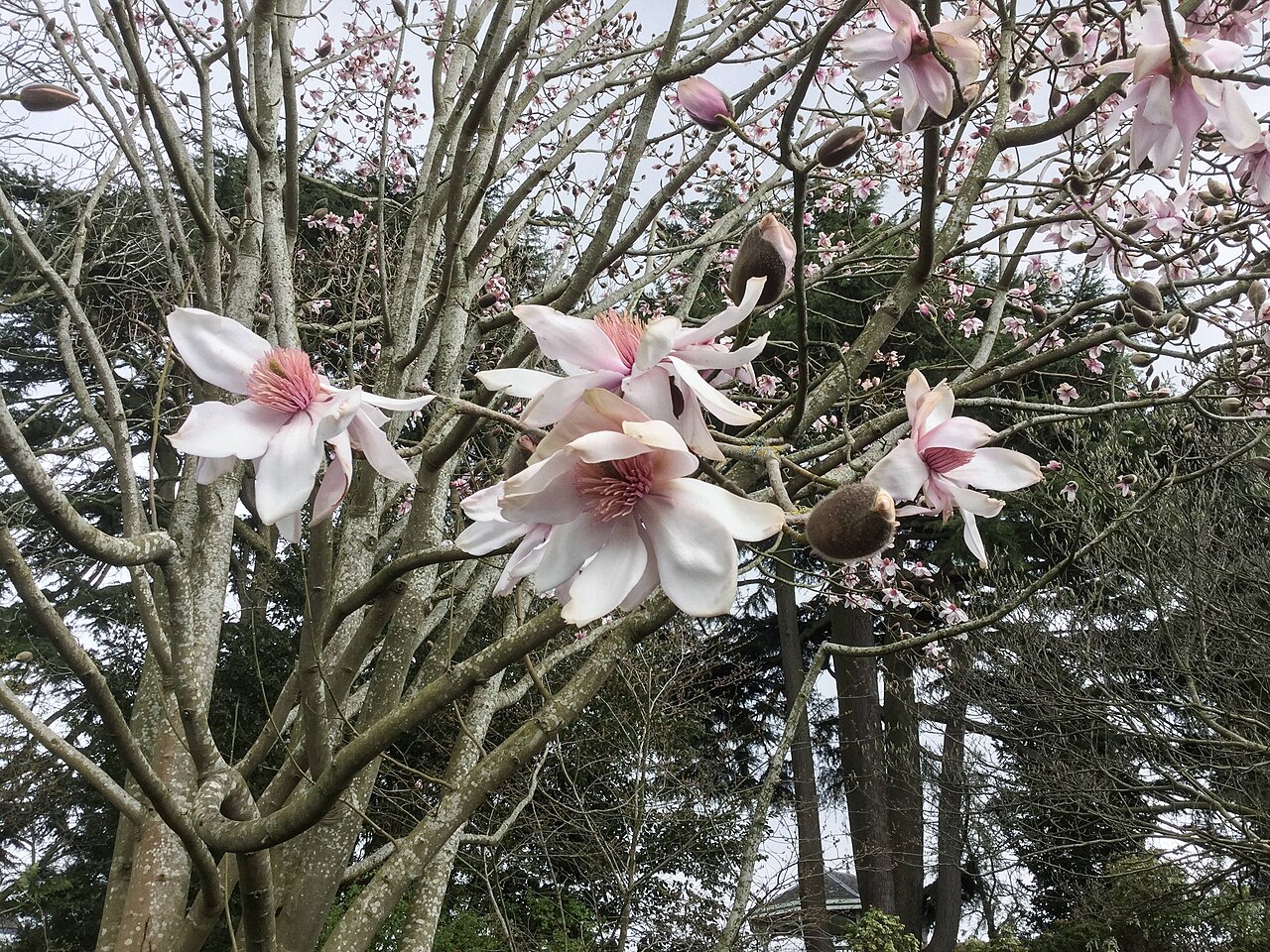 Dawson's magnolia: Flowers of Magnolia dawsoniana in cultivation at the Birmingham Botanical Gardens, England