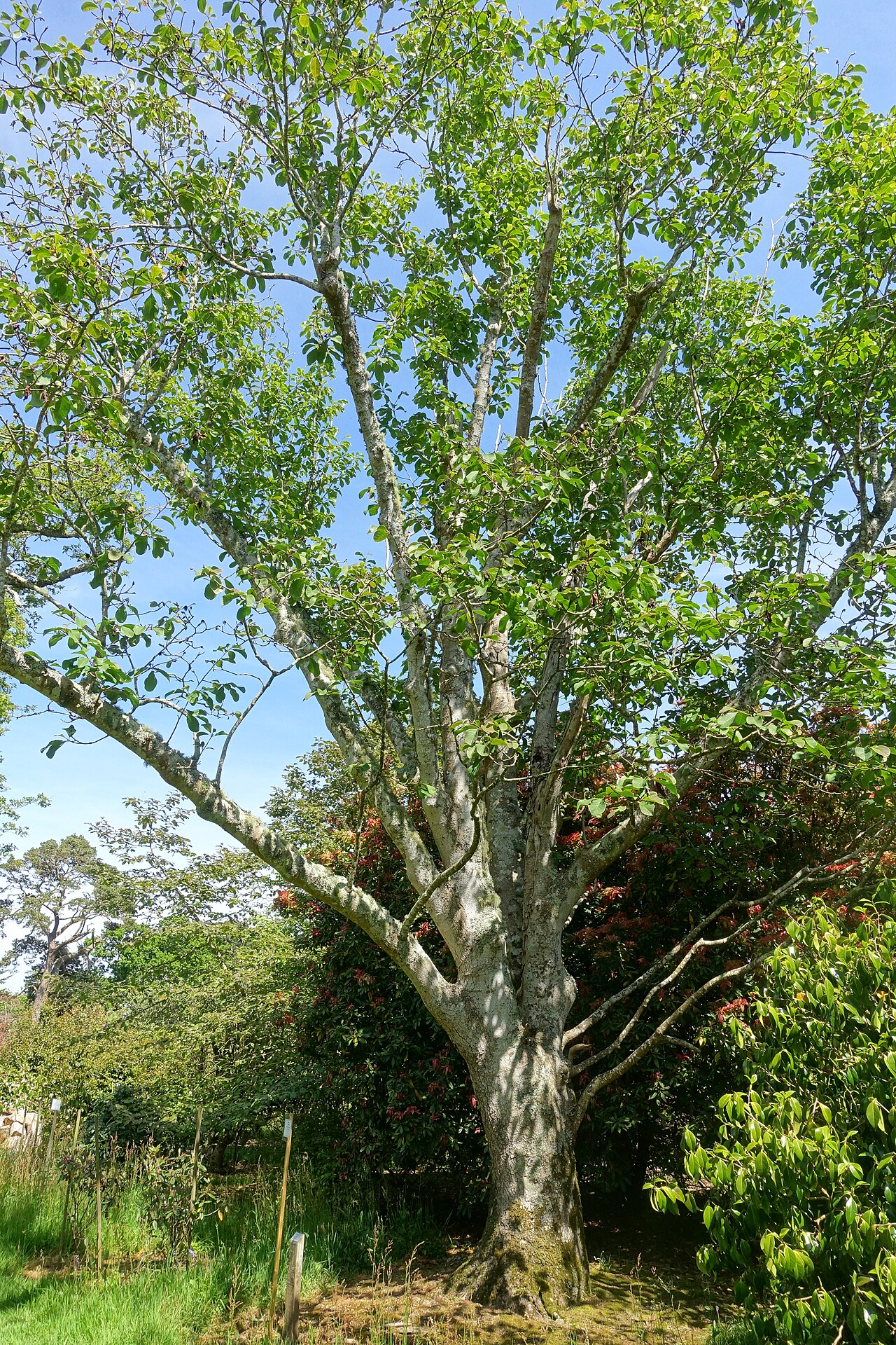 Dawson's magnolia: Botanical specimen in Caerhayes Castle gardens - Cornwall, England.