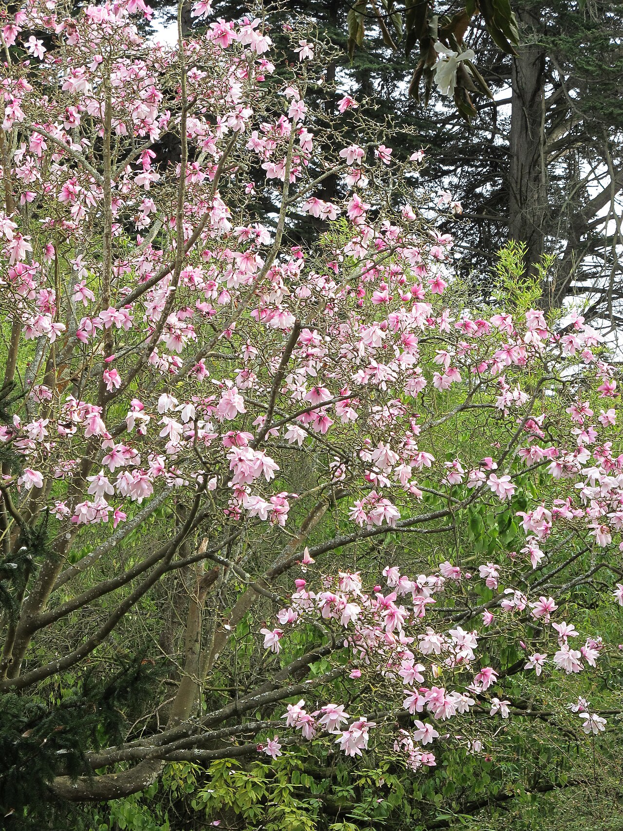Dawson's magnolia: San Francisco Botanic Garden at Strybing Arboretum, California.