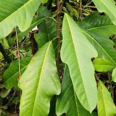 Magnolia delavayi (Magnolia delavayi)