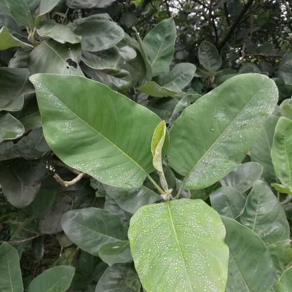 Magnolia delavayi (Magnolia delavayi)