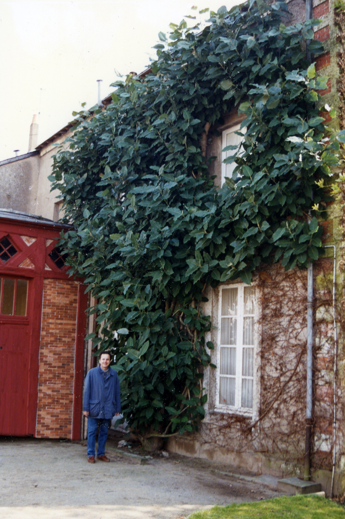 Magnolia delavayi: Magnolia vine or Schisandra chinensis