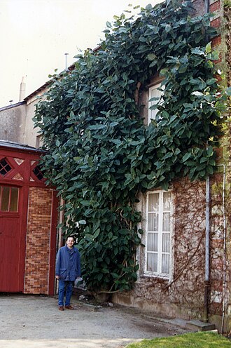Magnolia delavayi: Magnolia vine or Schisandra chinensis