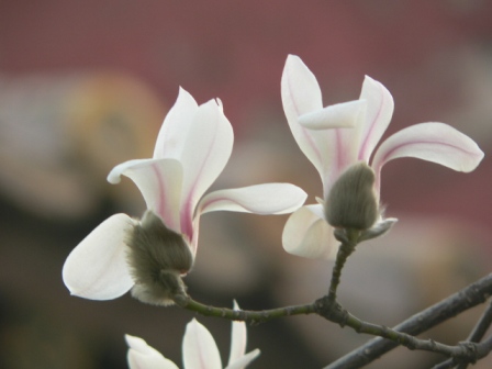Yulan magnolia: Yulan Magnolia