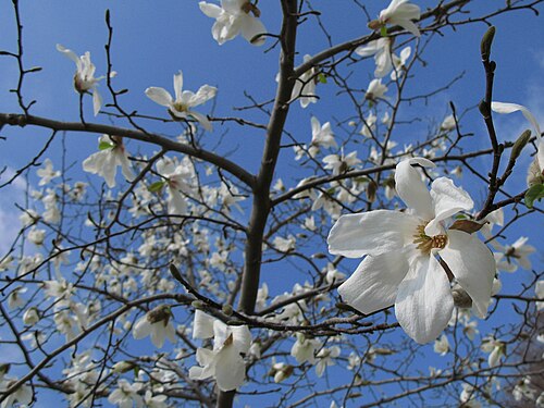 Yulan magnolia: Magnolia denudata (Lily tree) at Koga General Park, Koga city Ibaraki-ken (Prefecture), Japan 茨城県 古河総合公園