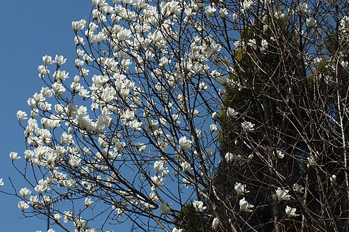 Yulan magnolia: Magnolia denudata ハクモクレン