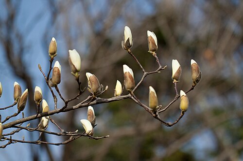Yulan magnolia: Yulan magnolia. 白木蓮。