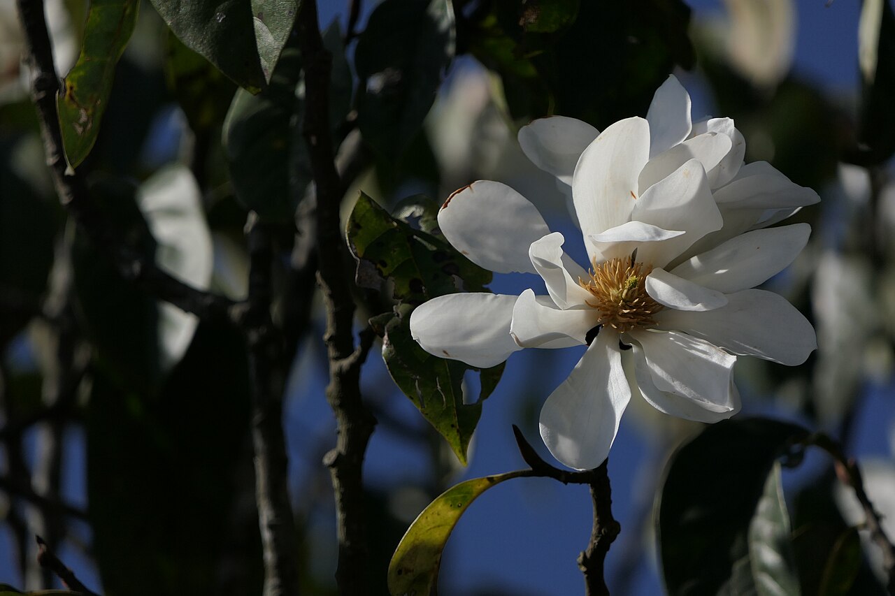 Sweet michelia: Magnolia doltsopa (Buch.-Ham. ex DC.) Figlar
