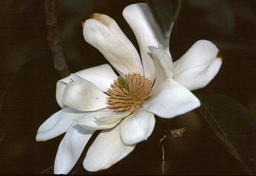 Sweet michelia: Magnolia doltsopa in Huntington Botanical Gardens, San Marino, CA