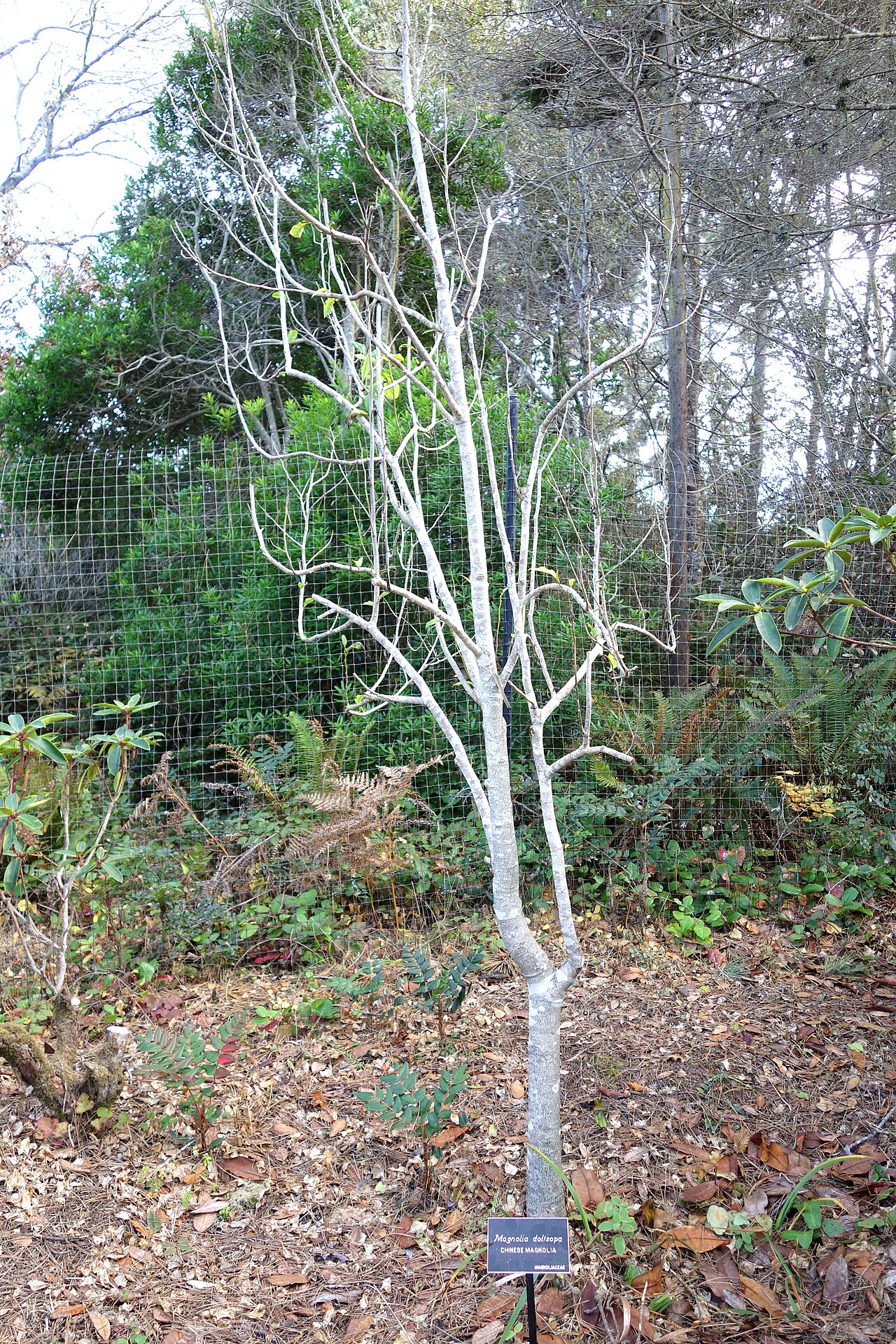 Sweet michelia: Botanical specimen in the Mendocino Coast Botanical Gardens, 18220 N Hwy 1, Fort Bragg, California, USA.