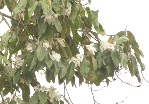 Sweet michelia (Magnolia doltsopa)