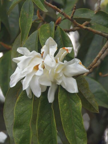 Sweet michelia (Magnolia doltsopa)