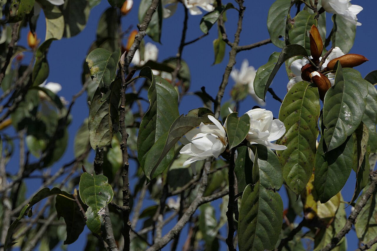 Sweet michelia: Magnolia doltsopa (Buch.-Ham. ex DC.) Figlar