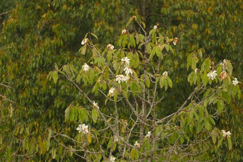 Sweet michelia (Magnolia doltsopa)