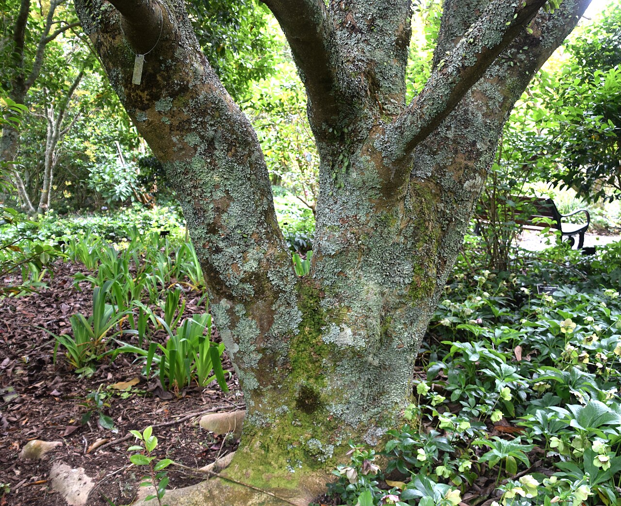 Sweet michelia: Magnolia doltsopa 'Rusty' in Auckland Botanic Gardens in Manurewa, South Auckland, New Zealand