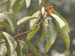 Sweet michelia (Magnolia doltsopa)
