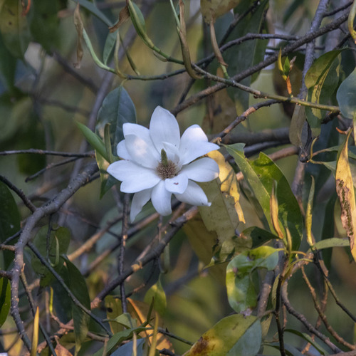 Sweet michelia (Magnolia doltsopa)