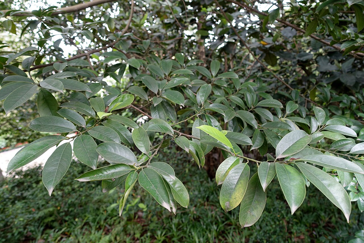 Yellow lily-tree: Botanical specimen in the Chengdu Botanical Garden - Chengdu, China.