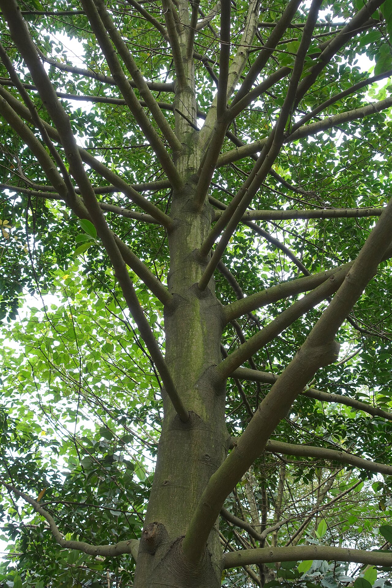 Yellow lily-tree: Botanical specimen in the Chengdu Botanical Garden - Chengdu, China.