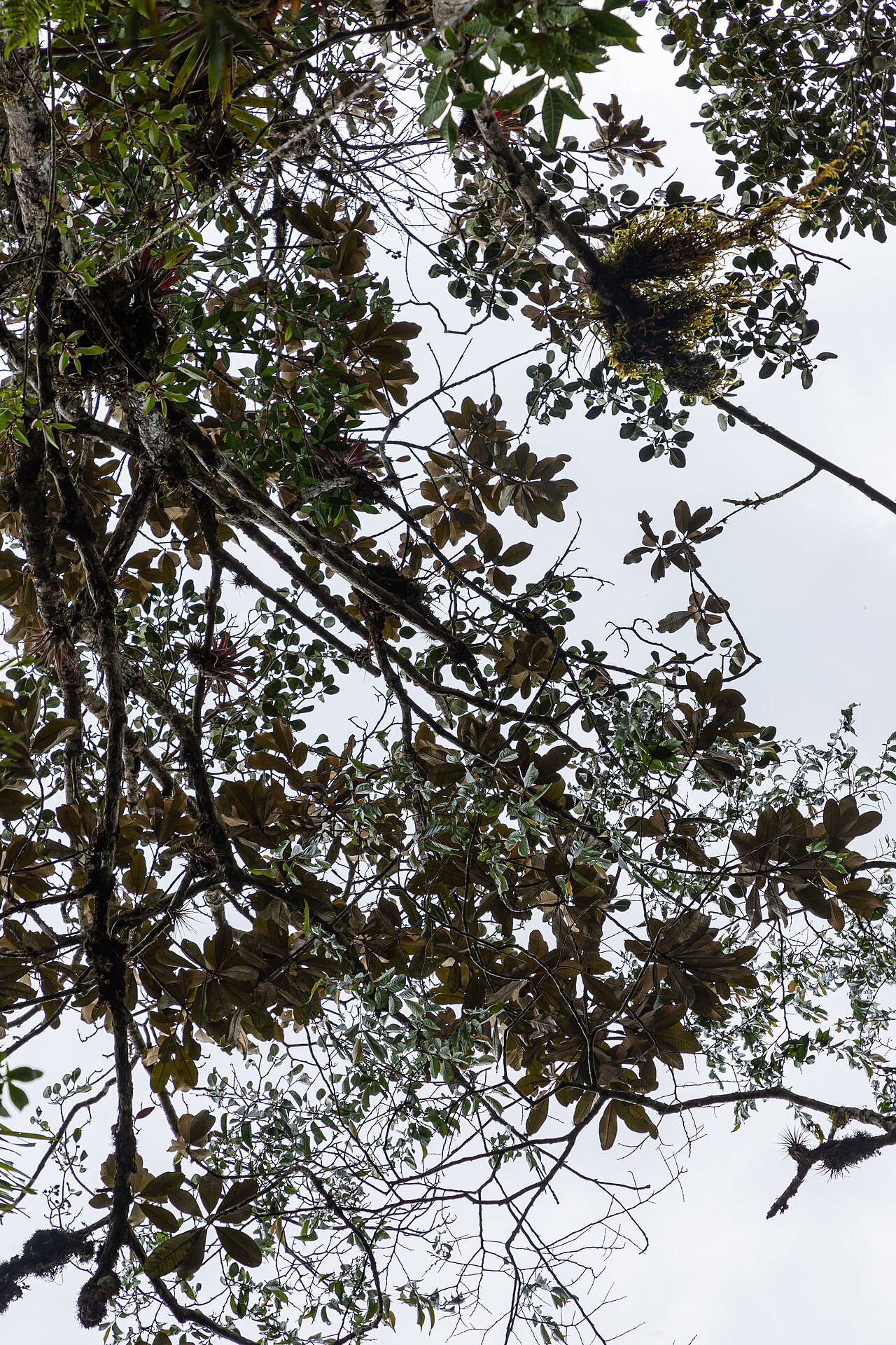 Magnolia gentryi: Árbol de magnolia en la Comunidad Nativa Tsachopen, especie endémica de Oxapampa, que se encuentra en el distrito de Chontabamba, provincia de Oxapampa, departa