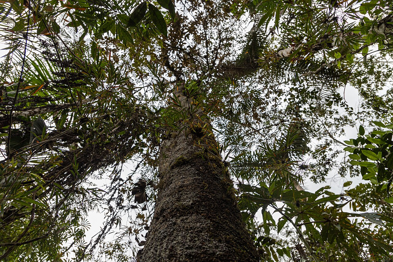 Magnolia gentryi: Árbol de magnolia en la Comunidad Nativa Tsachopen, especie endémica de Oxapampa, que se encuentra en el distrito de Chontabamba, provincia de Oxapampa, departa