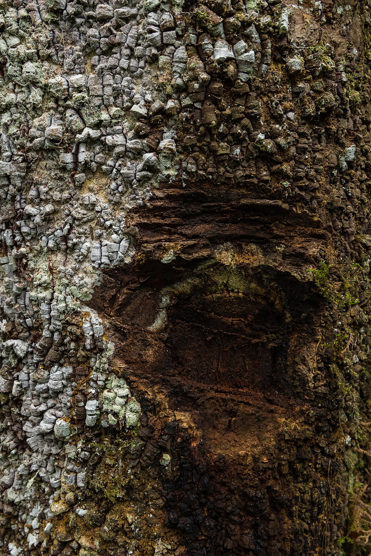 Magnolia gentryi: Árbol de magnolia en la Comunidad Nativa Tsachopen, especie endémica de Oxapampa, que se encuentra en el distrito de Chontabamba, provincia de Oxapampa, departa