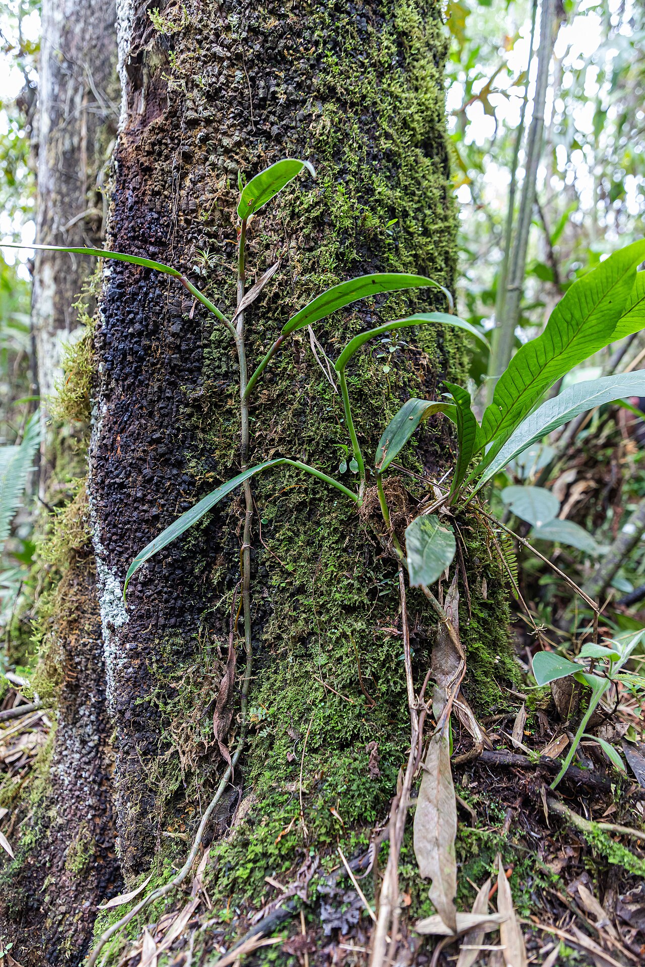 Magnolia gentryi: Árbol de magnolia en la Comunidad Nativa Tsachopen, especie endémica de Oxapampa, que se encuentra en el distrito de Chontabamba, provincia de Oxapampa, departa