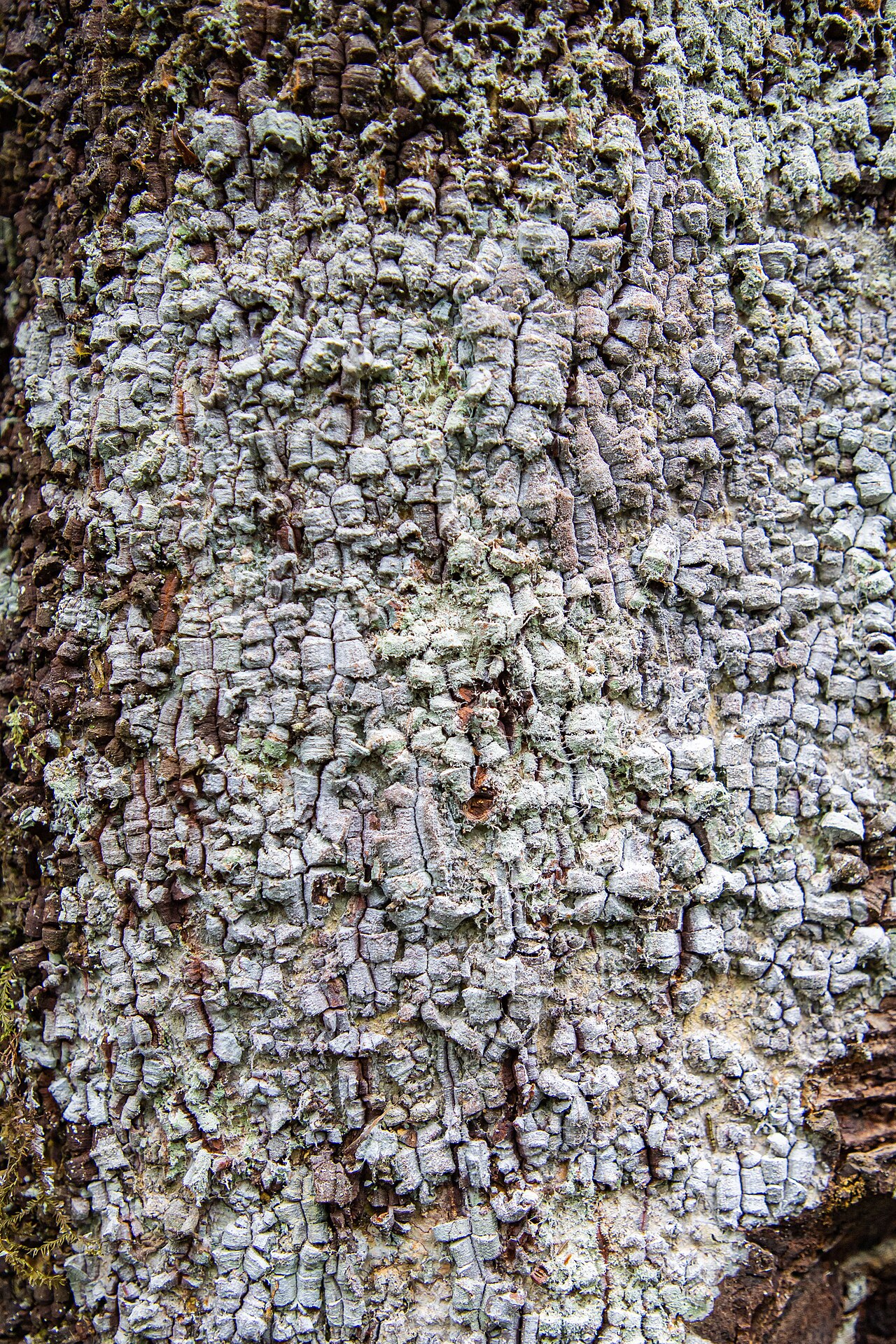 Magnolia gentryi: Árbol de magnolia en la Comunidad Nativa Tsachopen, especie endémica de Oxapampa, que se encuentra en el distrito de Chontabamba, provincia de Oxapampa, departa