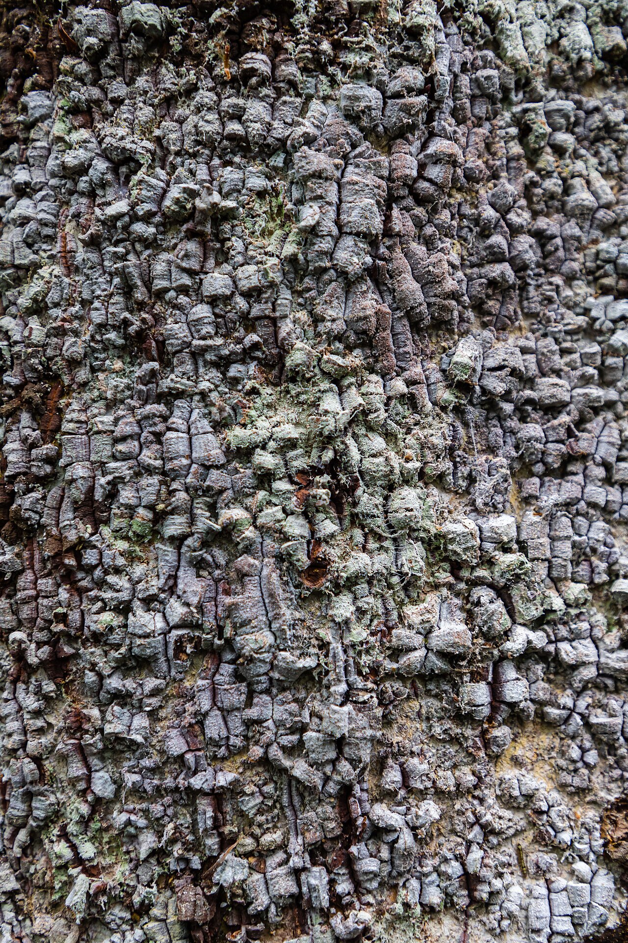 Magnolia gentryi: Árbol de magnolia en la Comunidad Nativa Tsachopen, especie endémica de Oxapampa, que se encuentra en el distrito de Chontabamba, provincia de Oxapampa, departa